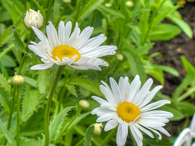 白色的美丽野菊花背景图片