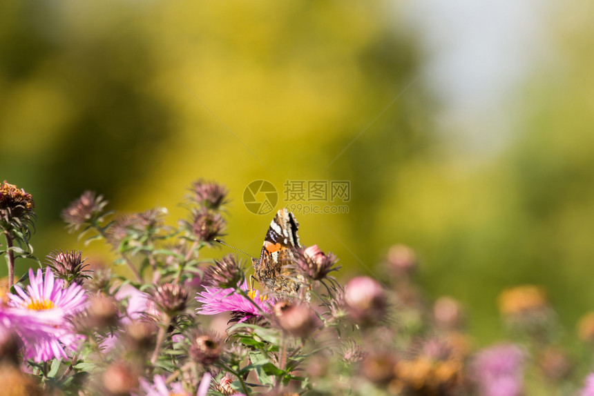 花园里的粉红色小花朵和蝴蝶带浅剂量的宏观照片图片