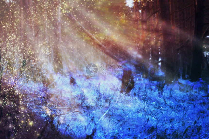 清晨的光线在松林中使用经编辑的颜色和粗纸纹理图片