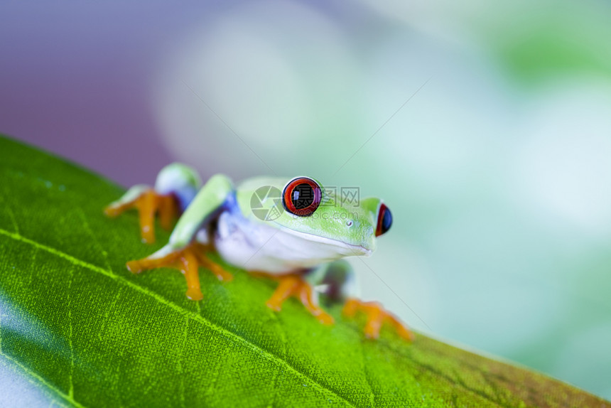 青蛙在多彩背景的叶子上图片