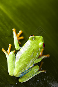 色彩多背景的红眼树青蛙高清图片