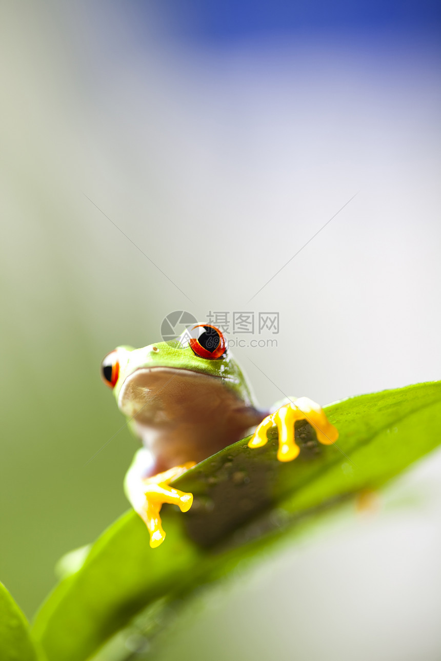 色彩多背景的红眼树青蛙图片