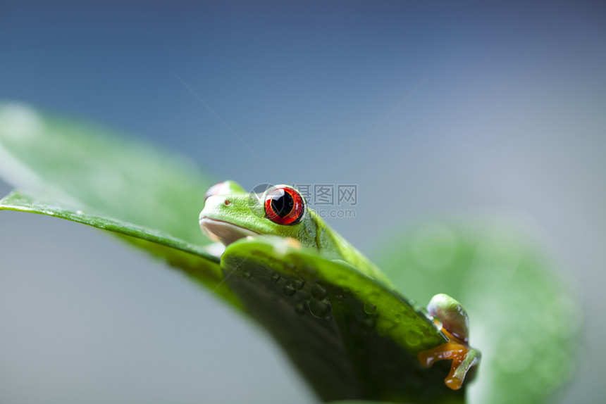 青蛙在丛林中以丰富多彩的背景图片