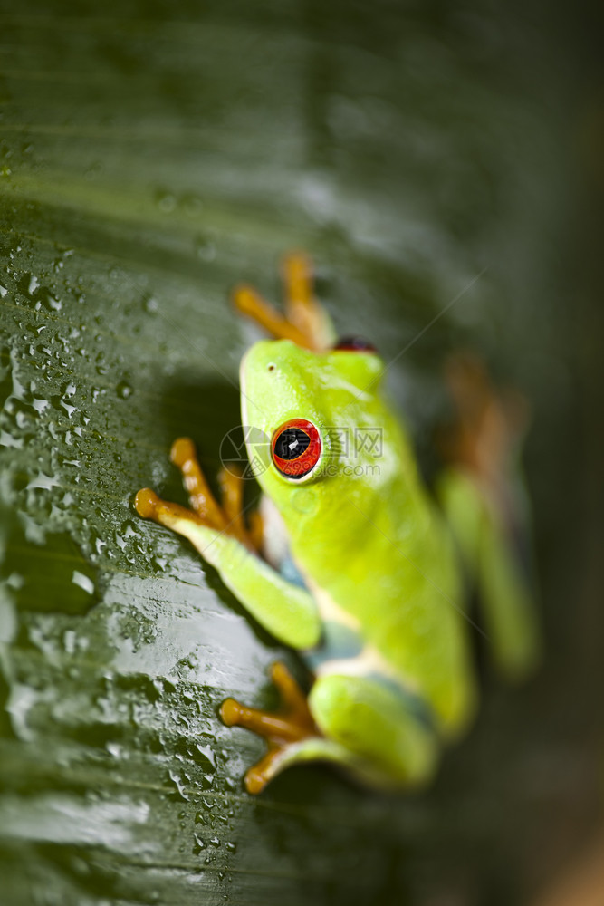青蛙在多彩背景的叶子上图片