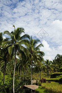 巴利岛绿稻田图片
