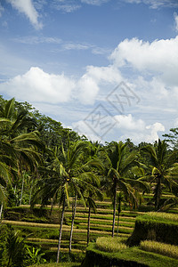巴利岛的绿稻田图片