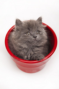 英国小猫咪可爱宠物多彩主题图片