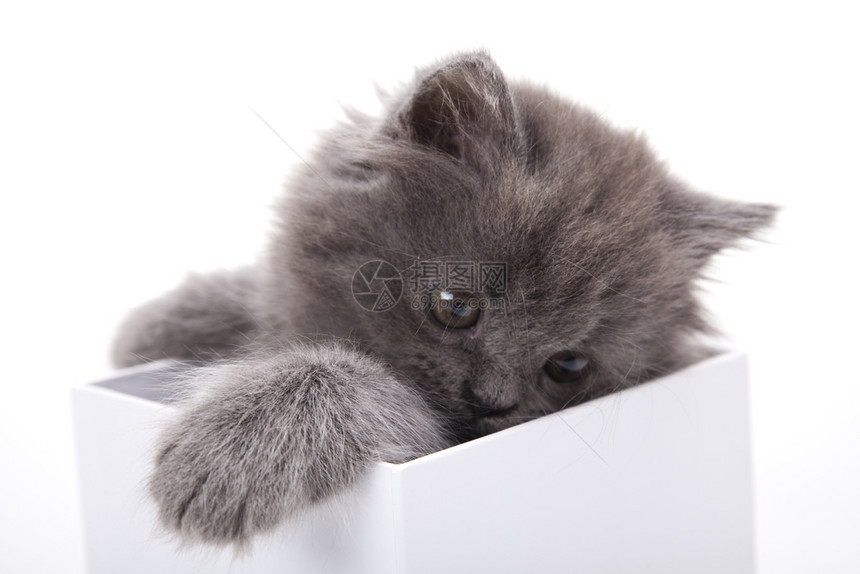 英国小猫咪可爱宠物多彩主题图片