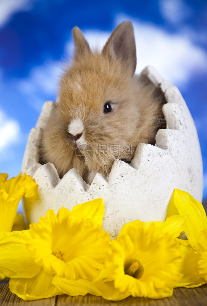 东方兔子春季多彩的亮光主题图片