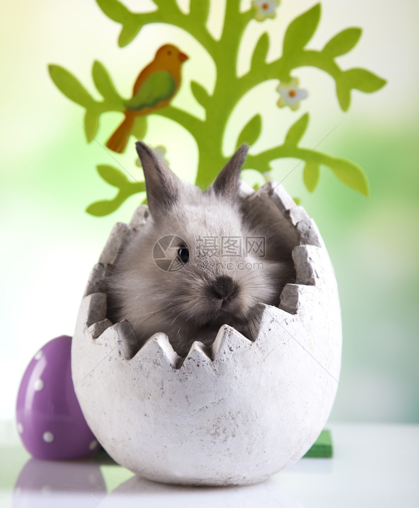 复活节彩蛋和可爱的兔子图片