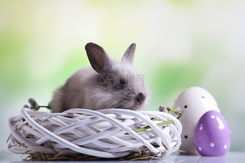 复活节彩蛋和可爱的兔子图片
