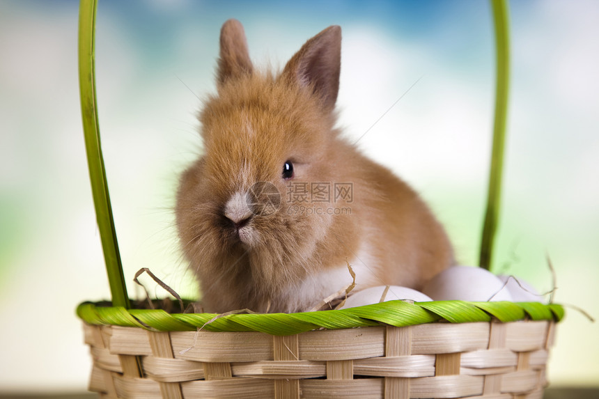 快乐的东方人婴儿兔子春天多彩的亮光主题图片