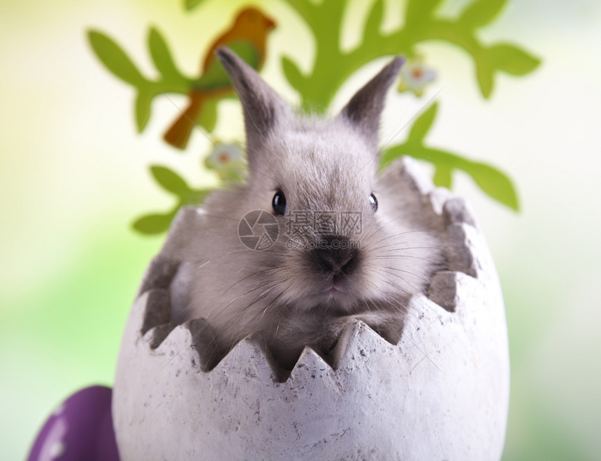 快乐的东方人婴儿兔子春天多彩的亮光主题图片