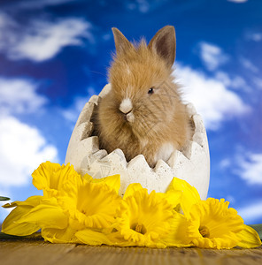 拿花朵小兔子婴儿小兔子春季多彩的亮光主题背景