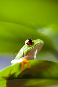 斯卡利色彩丰富背景的绿树青蛙背景