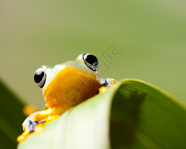 托尼奎亚斯色彩丰富背景的绿树青蛙背景