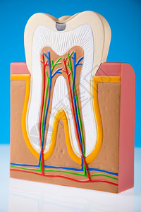 人牙结构背景图片
