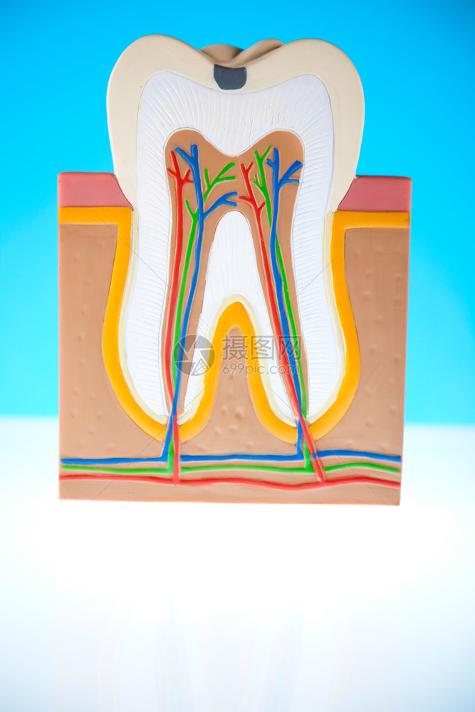 牙齿模型图片