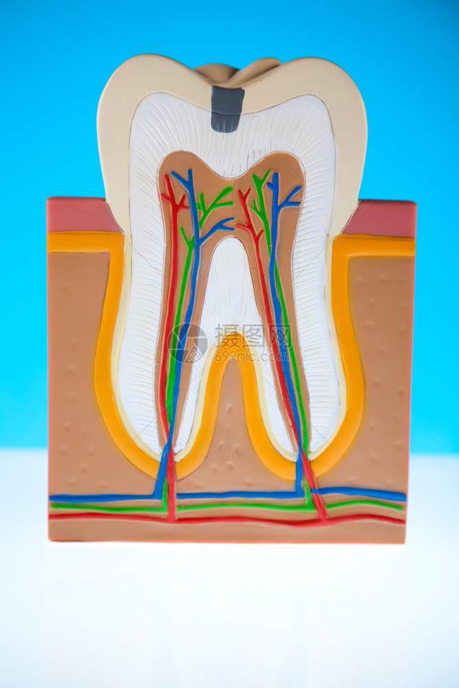 牙齿模型图片