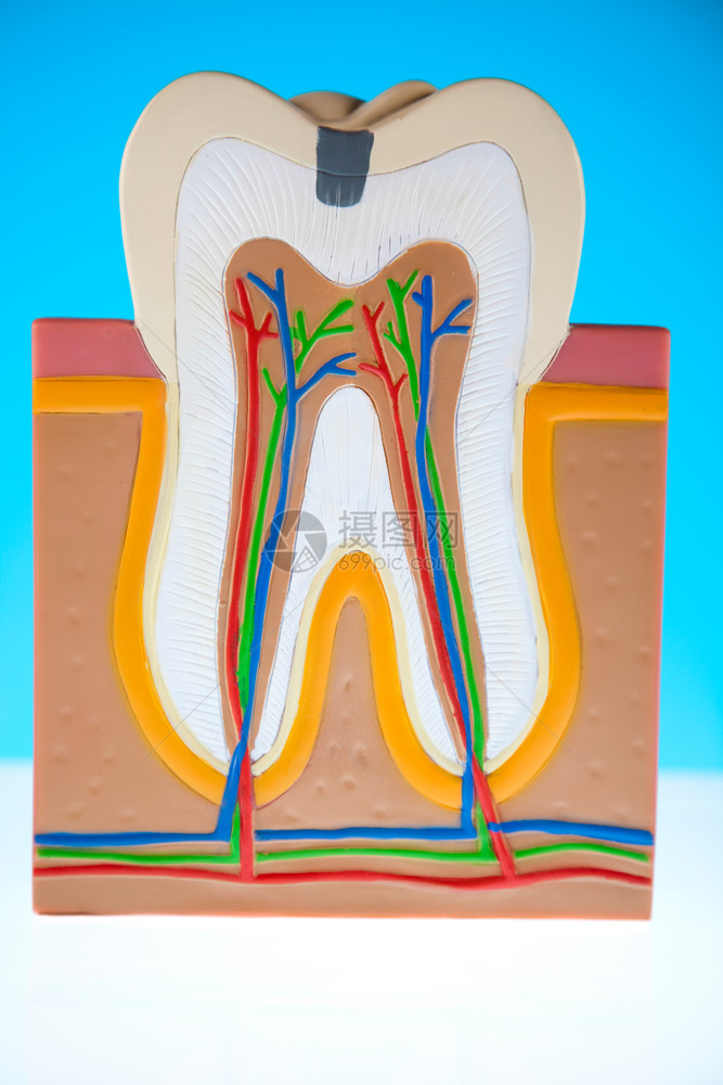 牙齿模型图片