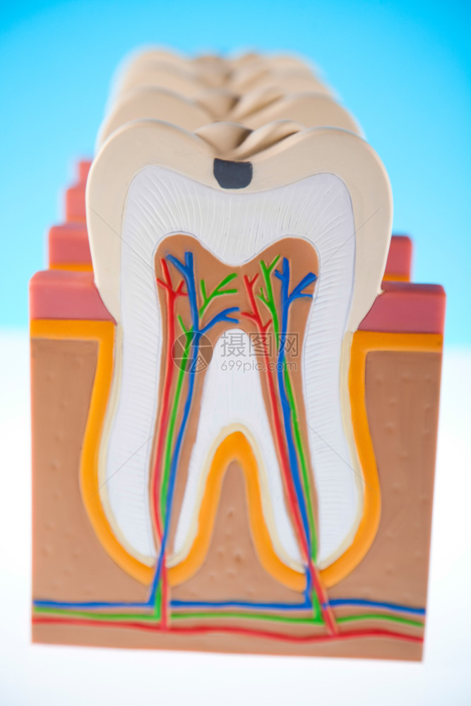 牙齿模型图片