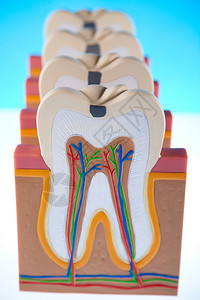 牙齿模型背景图片