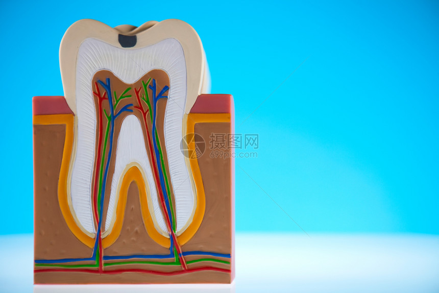 牙齿模型图片