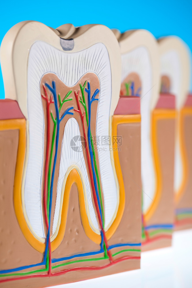 牙齿模型图片