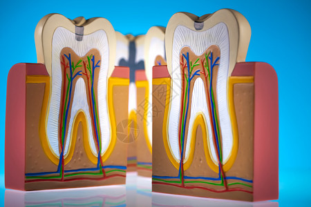 牙齿模型背景图片