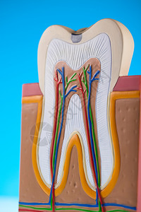 牙齿模型背景图片