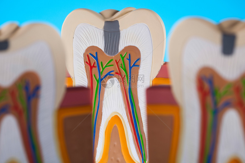牙齿模型图片