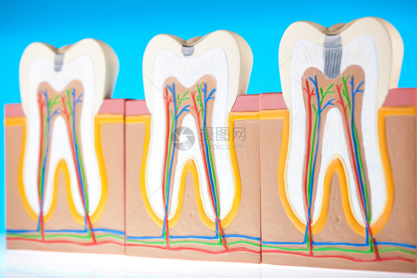 牙齿模型图片