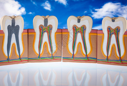 牙齿模型背景图片