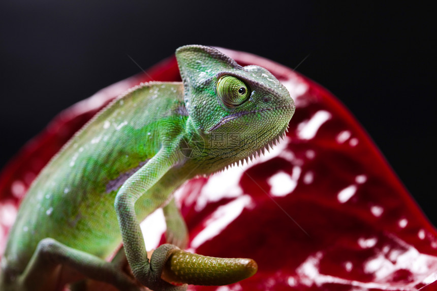 蜥蜴家庭变色素明亮生动的异国气候图片