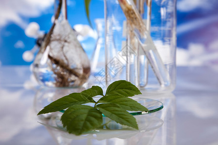 实验室玻璃转基因植物图片