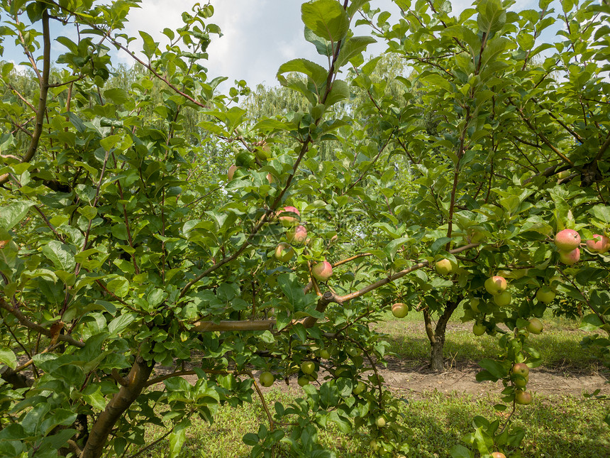 果树在阳光明媚的一天在花园里有无树机水果的苹树图片