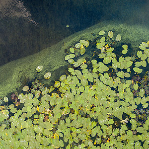 鸟儿从无人机到池塘花朵绿叶水背景图片