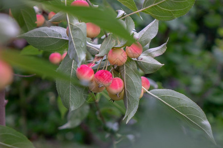 种植有机水果装饰花园树上的成熟苹果有机食品图片