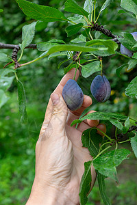 植物学李子农村的采摘高清图片