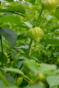 果子树枝夏季花园的植物树夏季花园的植物树枝图片