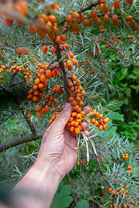 橙色果树枝沙棘生产高清图片