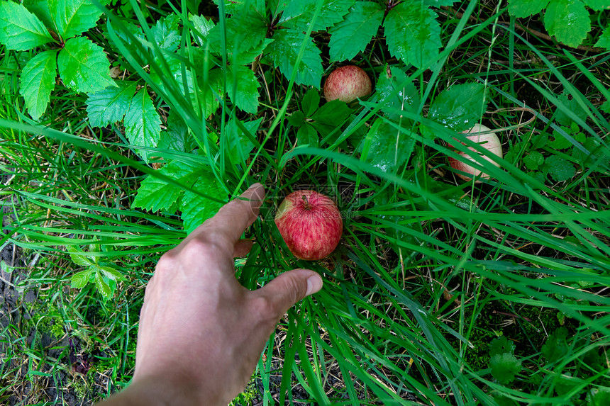 收获时间man手在农村花园中捡起自制有机苹果健康的食物顶端视图man手从花园的草地上捡起成熟的苹果生态友好食物的概念图片