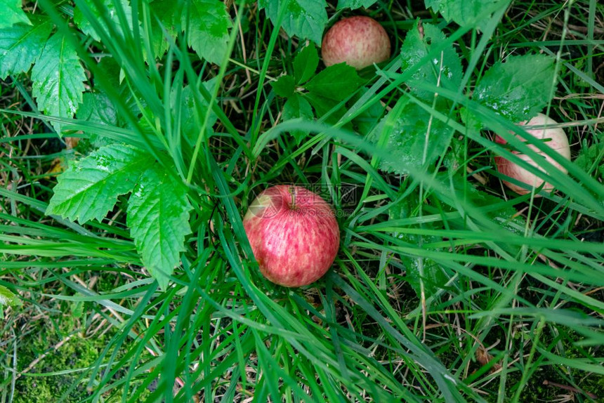 红有机成熟苹果在农场花园的绿草中坠落收获的概念顶层视图成熟的苹果落在村花园的草中收割时间顶层视图图片