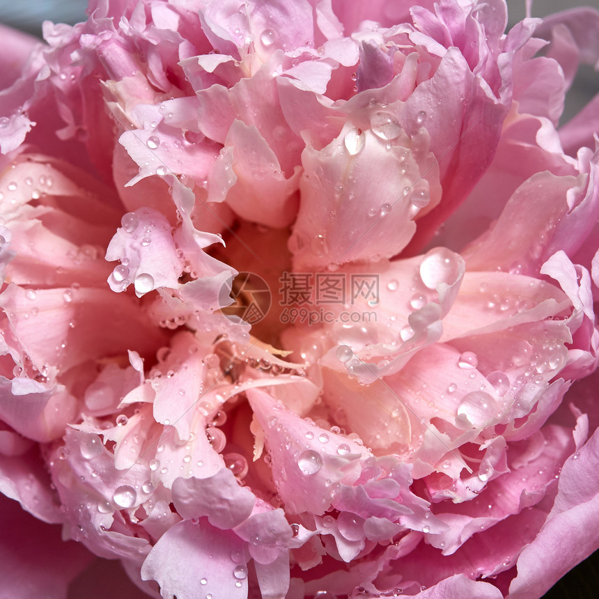 精细粉红小马花的宏观照片上面有水滴花瓣的自然模式作为明信片的模型粉红小马的美丽鲜嫩花瓣上面有透明的水滴自然花岗背景图片
