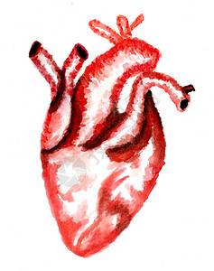 用手画出水彩的人类心脏插图图片