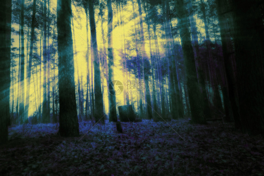清晨的光线在松林中使用经编辑的颜色和粗纸纹理图片