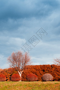 戈里约卡库秋天的gorykau公园风景多彩的美丽色背景
