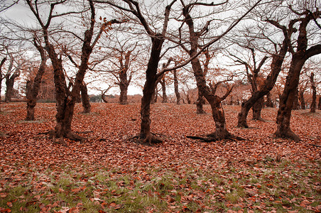 寒冬干燥时果园中的无叶棕色梅花树图片