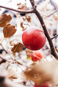 树上的红fuji苹果关闭拍摄温暖的音调图像图片