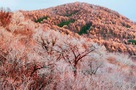 黄树秋叶清晨空中观赏图片